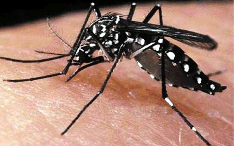 ডেঙ্গু আক্রান্ত আরও ৩১৭ জন হাসপাতালে