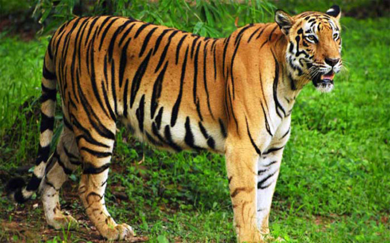 বিশ্ব বাঘ দিবস আজ