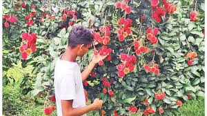 থোকায় থোকায় ঝুলছে বিদেশি ফল রাম্বুটান, ৫০ লাখ টাকা বিক্রির আশা