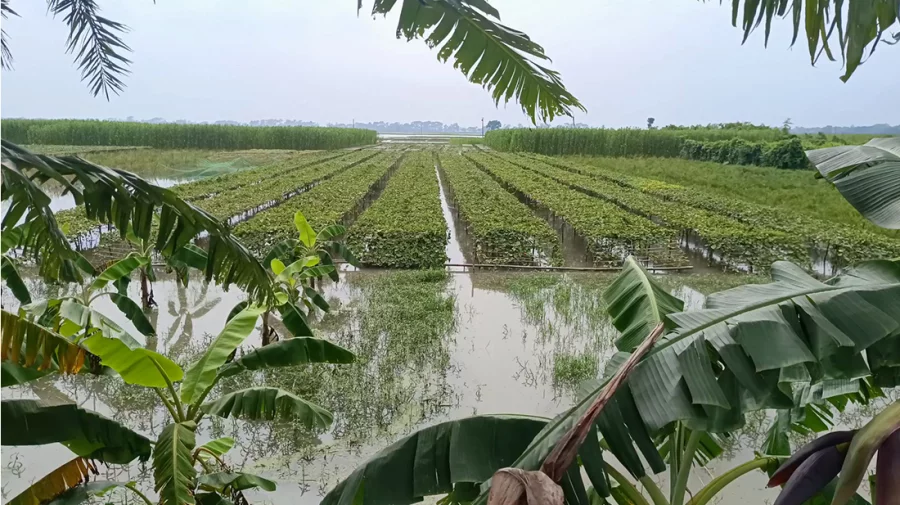 ঝিনাইদহের প্রায় সাড়ে ৭ হাজার হেক্টর ফসলি জমি পানির নিচে দিশে হারা কৃষক