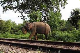 হাতি বাঁচাতে ৪০ কোটির প্রকল্প, বসবে ৬ ক্যামেরা–সেন্সর