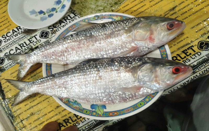 প্রথম চালানে ভারতে গেল ৩৭.৪৬ মেট্রিক টন ইলিশ